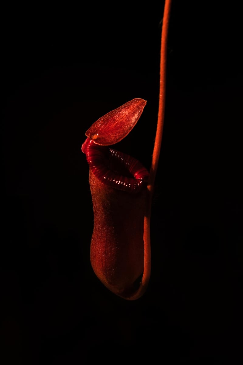 Pitcher Plant